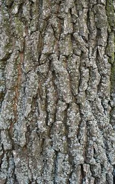 Rough bark texture of an old oak tree with grey lichen. Stock Photos