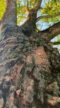 The rough bark texture is prominently displayed, showcasing the rugged, natur 스톡 사진