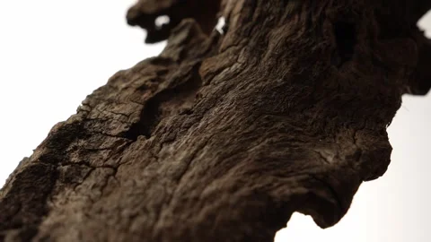 Rough bark texture shot from side on clean white background Stock Footage 312517179