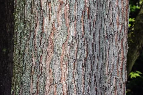 Rough Bark Texture of Silver Maple Acer saccharinum Trunk Stock Photos