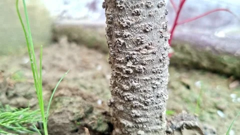 Rough Bark Texture On Vertical Wooden Tree Trunk Stock Footage 341196398