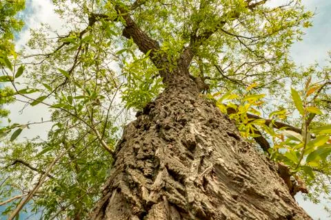 Rough bark of a tree from below in spring extreme viewing angle Stock-Fotos