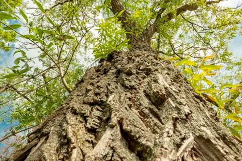 Rough bark of a tree from below in spring extreme viewing angle Stock Photos