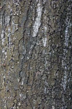 The rough bark of a tree Stock Photos