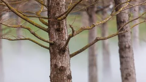Rough bark tree stands tall, branches spreading outward. Foggy background s.. Stock Photos