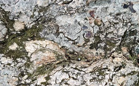 Rough bark of tree texture surface Stock Photos