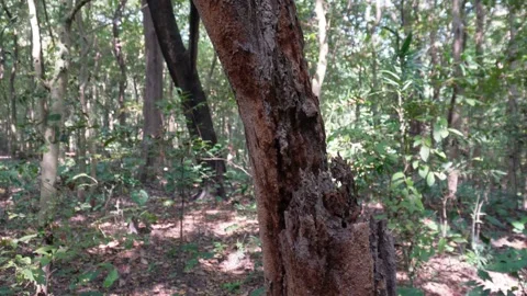 Rough Bark Tree Trunk Sunlit Forest 스톡 동영상 329389294