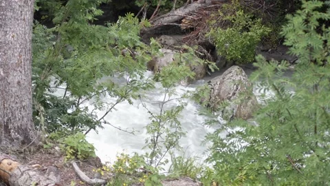 Rough bed of a mountain river among trees and stones Video stock 166548578