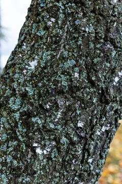 A rough birch trunk in the forest, covered with moss. Close-up texture photo Stock Photos