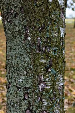 A rough birch trunk in the forest, covered with moss. Close-up texture photo Stock Photos