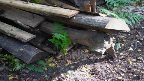 Rough boards are lying in a pile on the ground. A fern grows from under them Stock Footage 195020962