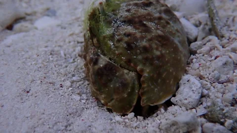 Rough box crab close up Stock Footage 132594383