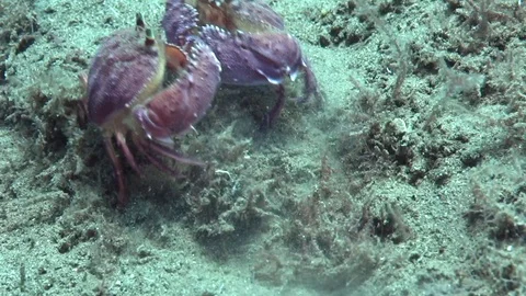 Rough box crabs (Calappa gallus) fighting on the sand in Zulu sea Stock-Footage 89227097