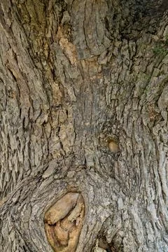 Rough Brown Bark on a Forked Tree Trunk Surface Texture Background 写真素材