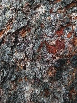 Rough Brown Red Tree Bark Texture Grunge Background Stock Photos