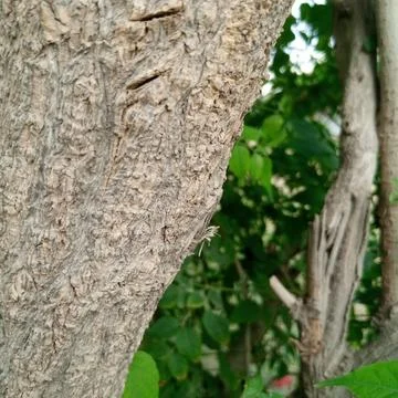 Rough brown textured tree trunk bark sharp focus blurred foliage Stock Photos