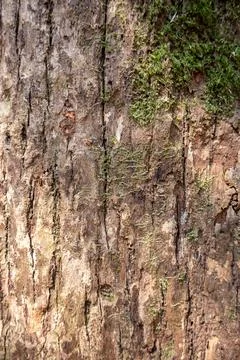 Rough brown tree bark features vertical cracks and green moss patches. Stock Photos