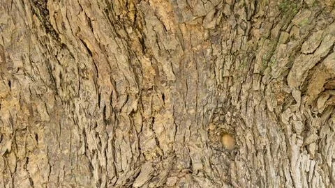 Rough Brown Tree Bark Surface with Deep Vertical Ridges Texture Stock Photos