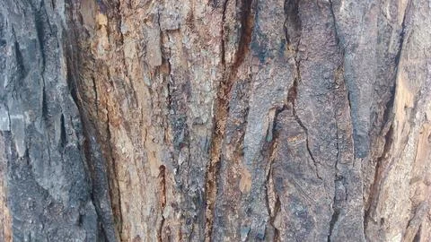 Rough brown tree bark texture showing natural organic weathered wood patterns Stock Photos