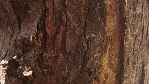 Rough brown tree bark texture showing deep weathered natural forest patterns Stock Photos