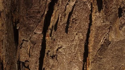 Rough brown tree bark texture showing deep vertical woody fissures Stock Photos
