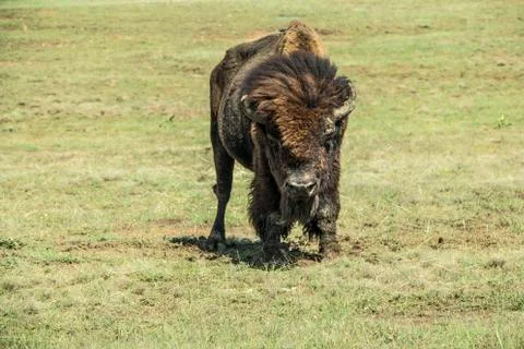 Rough Buffalo Stock Photos