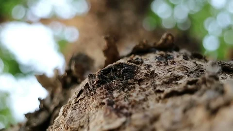 Rough Burma padauk tree bark surface and running ants Video stock 88428654
