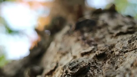Rough Burma padauk tree bark surface and running ants Stock Footage 88429049