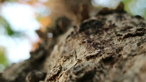 Rough Burma padauk tree bark surface and running ants Video stock 88429139
