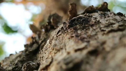 Rough Burma padauk tree bark surface and running ants Video stock 88429290