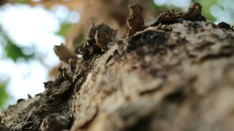 Rough Burma padauk tree bark surface and running ants Video stock 88429400