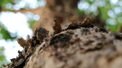 Rough Burma padauk tree bark surface and running ants Video stock 88436538