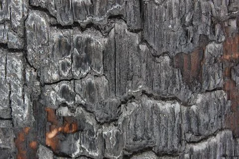 Rough burnt wood texture for your design. Black and burnt wooden heads close up Stock Photos