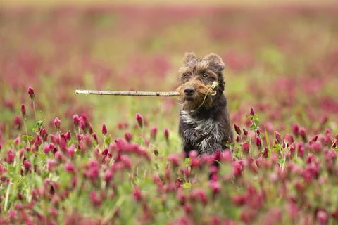 Rough-coated Bohemian Pointer is breed of versatile dog. Dog play in italian  Stock Photos