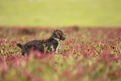 Rough-coated Bohemian Pointer is breed of versatile dog. Dog looking for catc Stock Photos