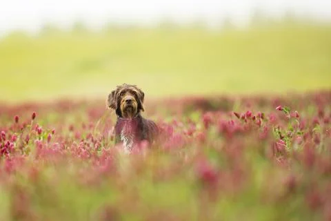 Rough-coated Bohemian Pointer is breed of versatile dog. Dog looking for catc Stock Photos