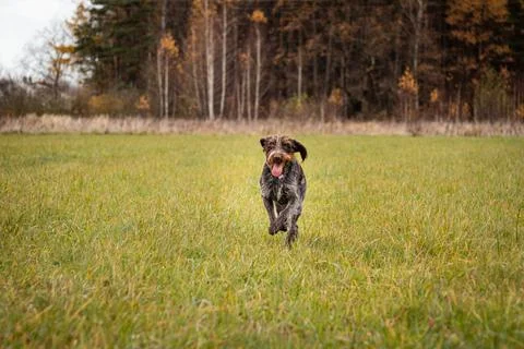 Rough-coated Bohemian Pointer runs through grassy field and enjoys long strai Stock Photos