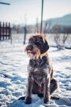 Rough-coated Bohemian Pointer sits perfectly on the snowy landscape at sunris Stock Photos