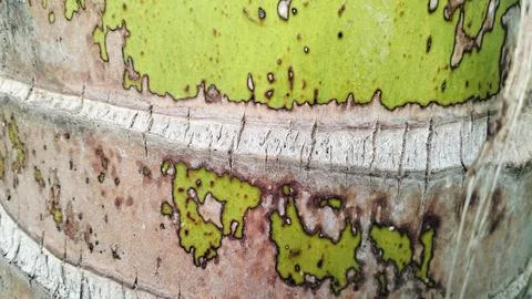 Rough Coconut Palm Tree Bark Texture Background Close Up 스톡 사진