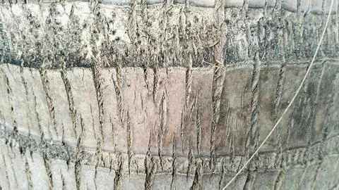 Rough Coconut Palm Tree Bark Texture Background Close Up 스톡 사진