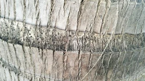 Rough Coconut Palm Tree Bark Texture Background Close Up 스톡 사진