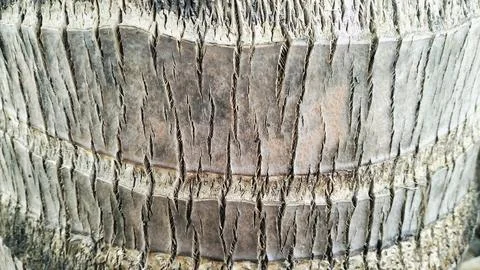 Rough Coconut Palm Tree Bark Texture Background Close Up 스톡 사진