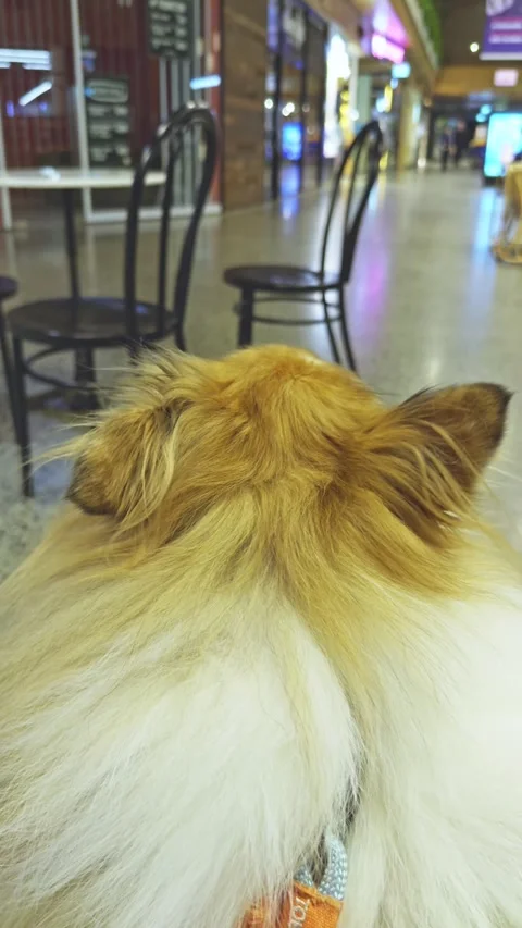 Rough Collie Dog Greets Owner in Indoor Shopping Mall Stock Footage 313823840