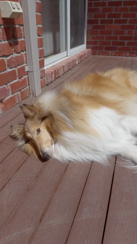 Rough Collie Dog Lies Down and Plays Dead on Command at Home Stockbeeldmateriaal 324694364