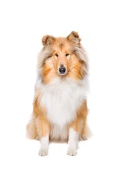 Rough collie dog Stock Photos