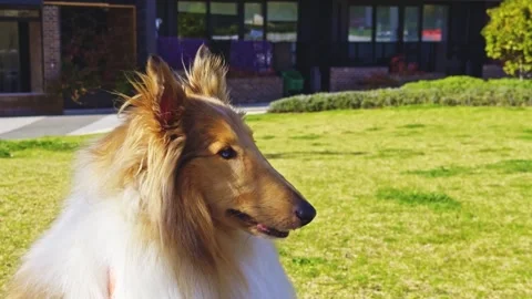 Rough Collie Dog Sitting in Sunlit Garden Video stock 315445799