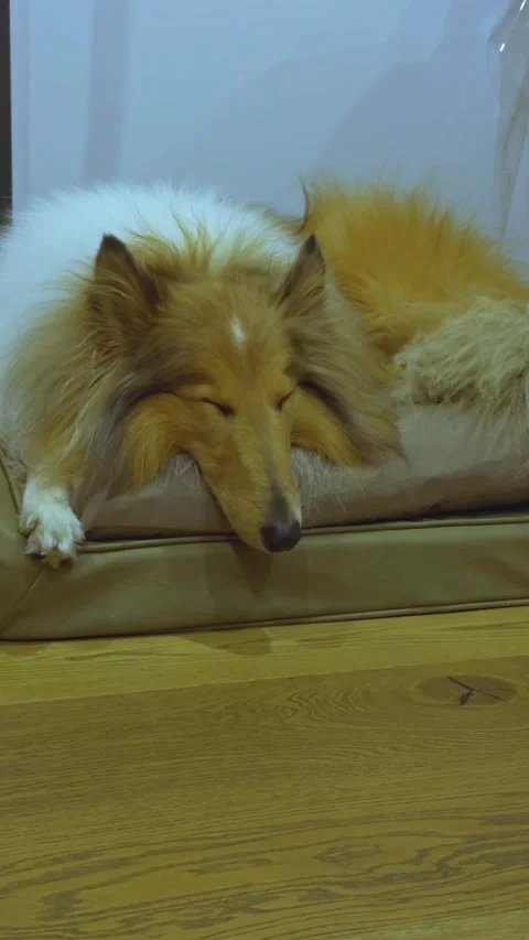 Rough Collie Dog Sleeping Peacefully on a Bed Video stock 314261860