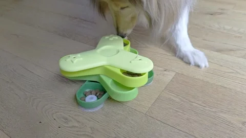 Rough Collie dog using interactive IQ puzzle feeder for treats Stock-Footage 321929407