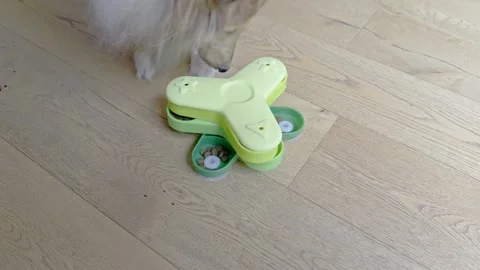 Rough Collie dog using interactive IQ puzzle feeder for treats Stock Footage 321929420