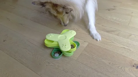 Rough Collie dog using interactive IQ puzzle feeder for treats Stock-Footage 321929470